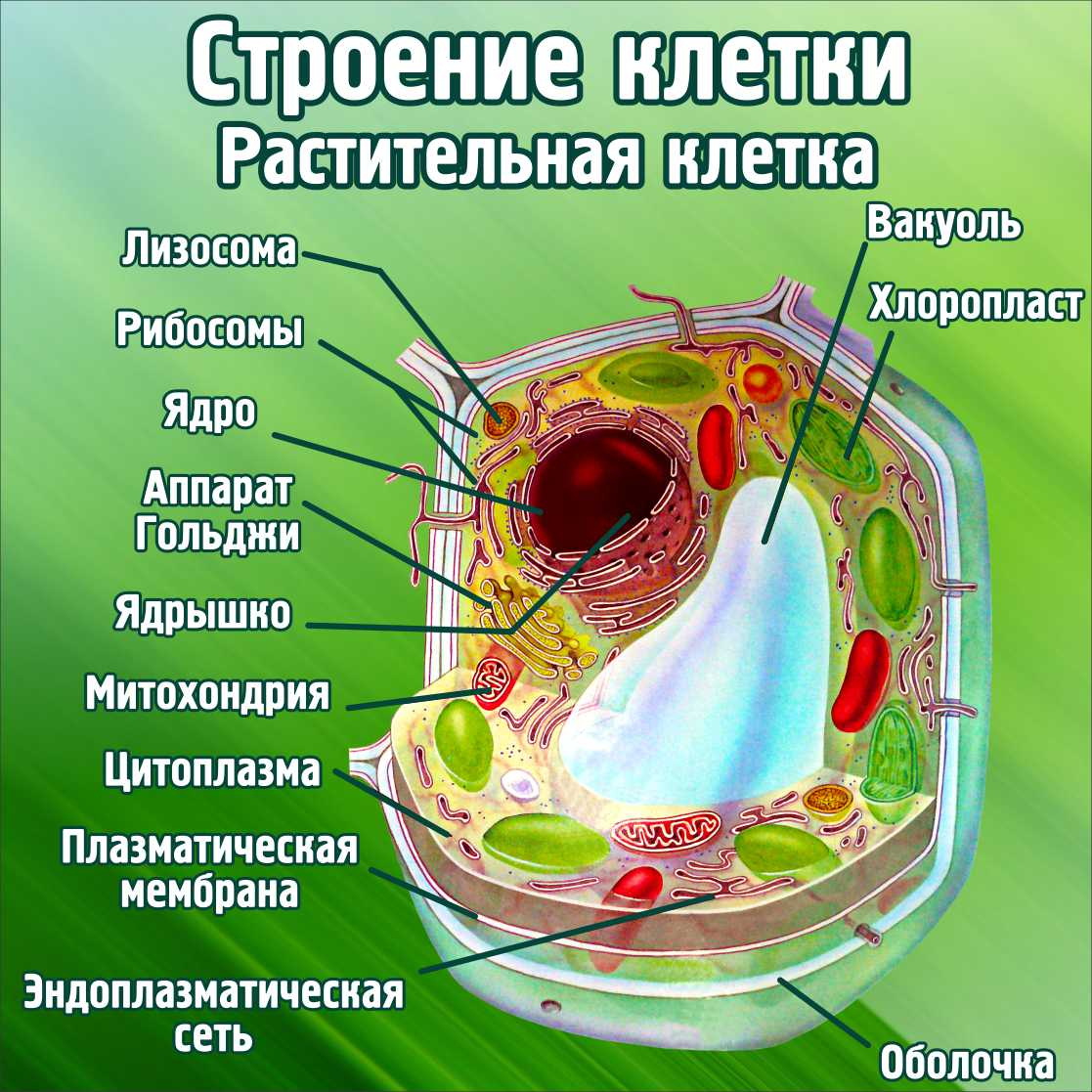 Строение клетки Растительная клетка в Краснокаменске заказать изготовление  (вариант 2)